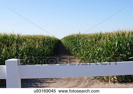 sorghum field hinckley utah ut highway 50w View Large Photo Image Stock Photography - sorghum field hinckley utah ut highway 50w. Fotosearch