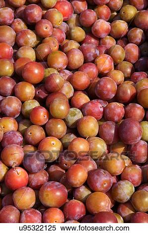 Stock Photography -  still life of cherries market outside cherry. Fotosearch