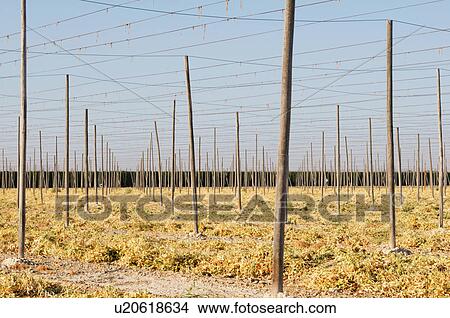 string green bean farm support structure poles View Large Photo Image Picture - string green bean farm support structure poles. Fotosearch