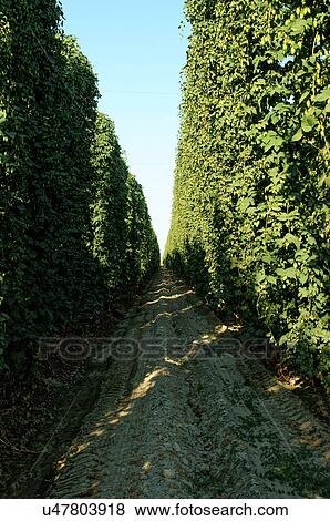 string green bean farm support structure poles View Large Photo Image Stock Photo - string green bean farm support structure poles. Fotosearch