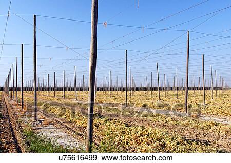 string green bean farm support structure poles View Large Photo Image Stock Photo - string green bean farm support structure poles. Fotosearch