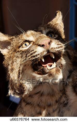 stuffed lynx taxidermy on display santa fe new View Large Photo Image Picture - stuffed lynx taxidermy on display santa fe new. Fotosearch