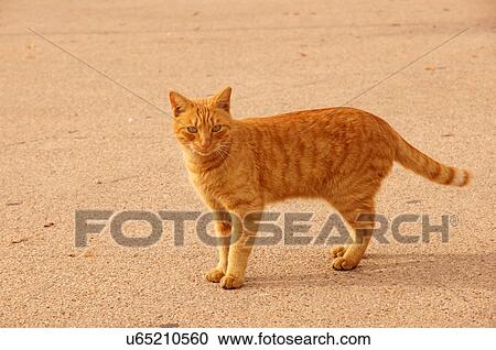 tabby cat looking at camera domestic coat dots View Large Photo Image Stock Image - tabby cat looking at camera domestic coat dots. Fotosearch