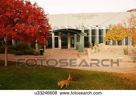 tabby orange cat at phoenix museum of history View Large Photo Image Stock Photo - tabby orange cat at phoenix museum of history. Fotosearch