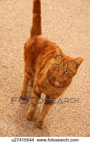 Picture -  tabby orange cat looking at camera domestic coat. Fotosearch