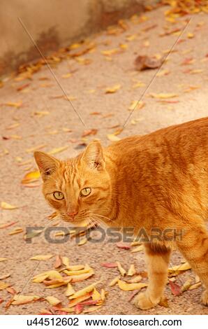 Stock Image -  tabby orange cat looking at camera domestic coat. Fotosearch