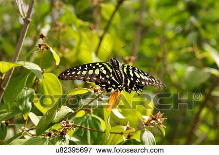 Stock Photo -  tailed jay butterfly graphium agamemnon garden. Fotosearch