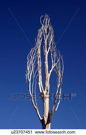Stock Image -  tree art truchas new mexico nm aptitude artistry. Fotosearch