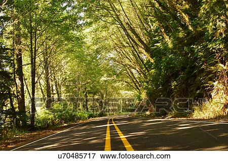 Stock Photo -  tree canopy cape lookout hiway 101 one pacific. Fotosearch