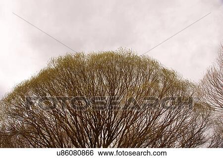 Stock Photograph -  tree top tree-top sky winter abiquiu new mexico. Fotosearch