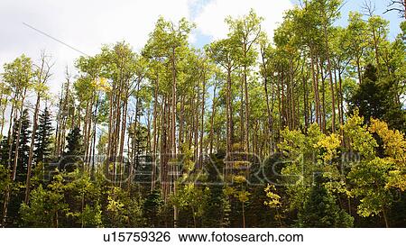 trees grove highway 12 national historic site View Large Photo Image Stock Photograph - trees grove highway 12 national historic site. Fotosearch