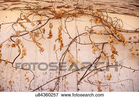 Stock Photo -  vines alto walking park santa fe new mexico nm. Fotosearch