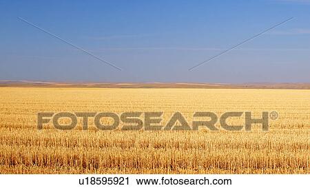 Stock Image -  wheat field pendleton oregon or stubble highway. Fotosearch