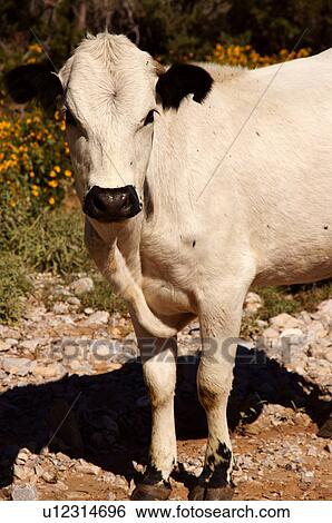 white cow closeup portrait headshot curious nosy View Large Photo Image Stock Photograph - white cow closeup portrait headshot curious nosy. Fotosearch