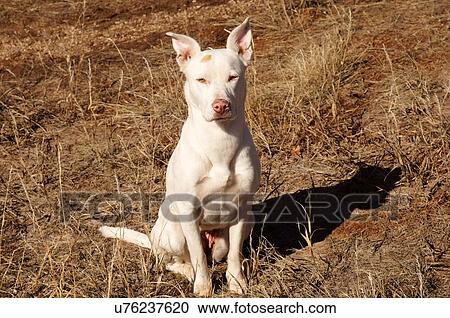 Stock Image -  white dog canine portrait headshot appealing. Fotosearch