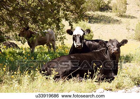 white face angus cattle cow animal resting new View Large Photo Image Stock Photograph - white face angus cattle cow animal resting new. Fotosearch
