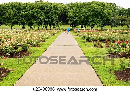 Stock Photograph -  woman female senior citizen aged walking dog in. Fotosearch