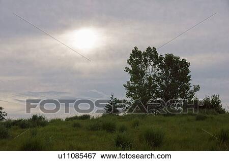 Stock Photo -  woodland berm grass grasses feathered moon sun. Fotosearch
