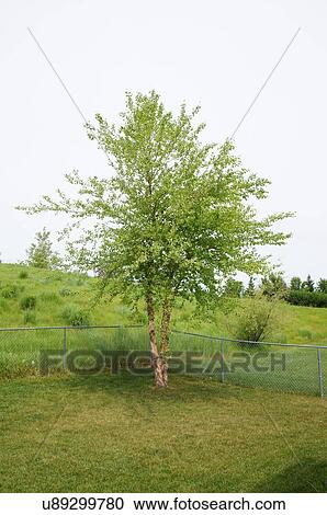 woodland berm grass grasses river birch tree View Large Photo Image Stock Image - woodland berm grass grasses river birch tree. Fotosearch