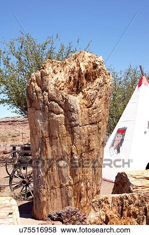 Stock Photo -  worlds largest petrified tree holbrook arizona. Fotosearch