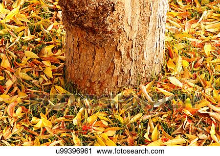 yellow winter leaves around tree beautiful fine View Large Photo Image Stock Image - yellow winter leaves around tree beautiful fine. Fotosearch