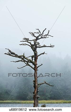 Bare tree, Valle de Aran, Spain View Large Photo Image Stock Image - Bare tree, Valle de Aran, Spain. Fotosearch