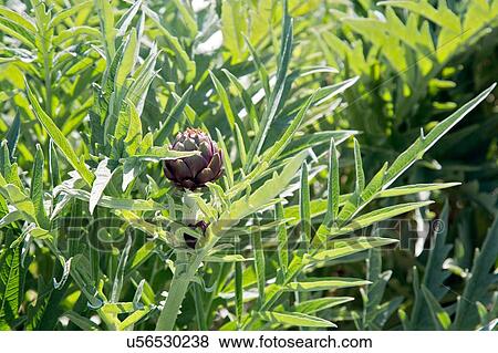 Close up full frame view of purple artichoke plant View Large Photo Image Stock Photo - Close up full frame view of purple artichoke plant. Fotosearch