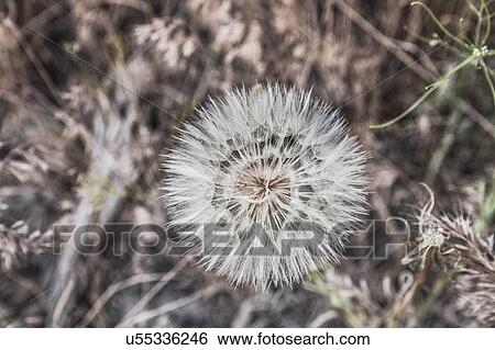 Stock Photograph - Close up of dandelion clock. Fotosearch