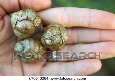 Close up of womans hand holding three fruits View Large Photo Image Picture - Close up of womans hand holding three fruits. Fotosearch