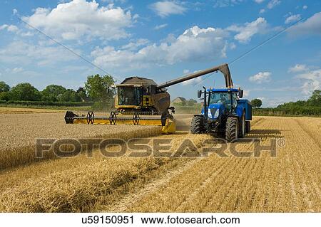 Stock Image - Combine harvester and tractor harvesting wheat in wheatfield. Fotosearch