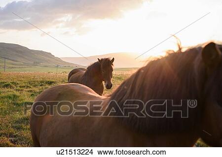 Picture - Cropped view of two horese and sunlight behind hills. Fotosearch