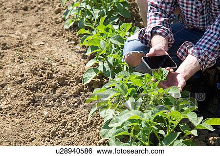 Cropped view of young man crouched in vegetable garden holding smartphone View Large Photo Image Stock Photograph - Cropped view of young man crouched in vegetable garden holding smartphone. Fotosearch