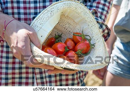 Picture - Cropped view of young man holding tomatoes in hat. Fotosearch