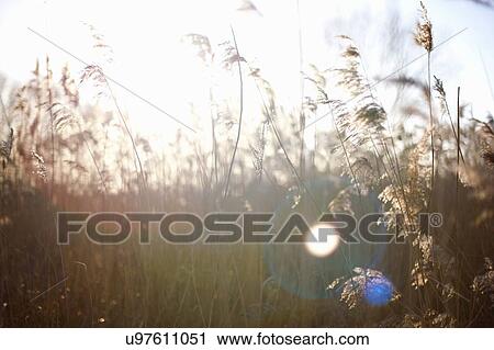 Crops and wild flowers growing in field View Large Photo Image Stock Image - Crops and wild flowers growing in field. Fotosearch