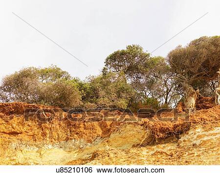 Stock Photograph - Eroded cliff and trees, Point Addis National Park, Anglesea, Australia. Fotosearch
