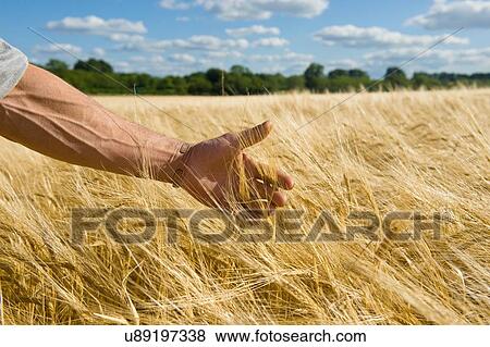 Farmers hand checking ear of wheat in wheatfield View Large Photo Image Stock Photo - Farmers hand checking ear of wheat in wheatfield. Fotosearch