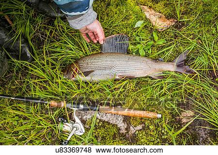 Stock Photo - Fishermans hand spreading fin of caught fish on grass. Fotosearch