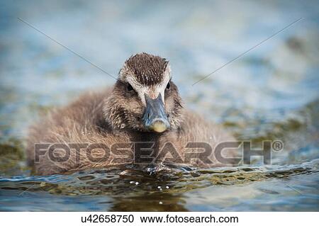Front view of Eider Duckling (somateria mollissima) on water View Large Photo Image Stock Image - Front view of Eider Duckling (somateria mollissima) on water. Fotosearch