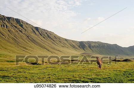 Stock Photograph - Front view of horse in front of hills, Hvalfjordur, Iceland. Fotosearch