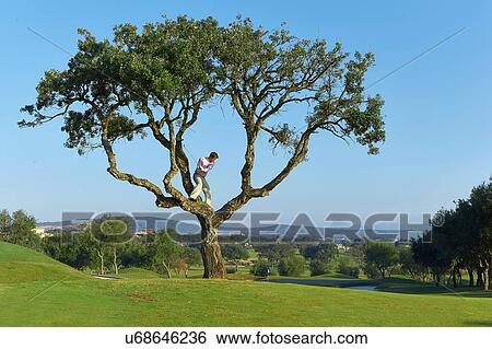 Golfer standing in tree preparing to take golf swing View Large Photo Image Stock Photograph - Golfer standing in tree preparing to take golf swing. Fotosearch