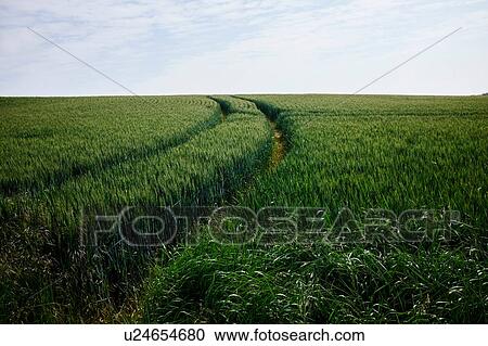 Stock Image - Green cornfield with tracks. Fotosearch
