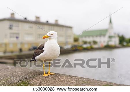 Stock Photo - Gull in front of river and buildings looking away, Reykjavik, Iceland. Fotosearch