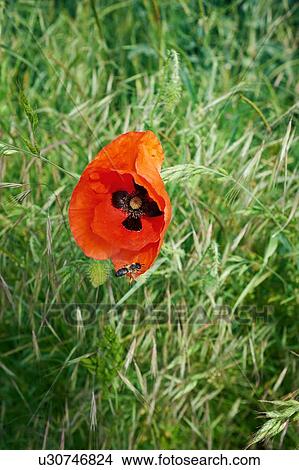 Picture - Insect on red poppy in field. Fotosearch