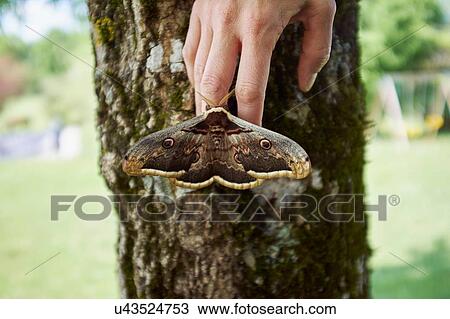 Stock Image - Large brown moth on womans finger tips. Fotosearch