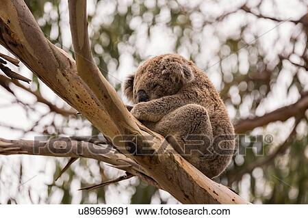 Low angle view of Koala (phascolarctos cinereus) sleeping in eucalyptus tree, Phillip Island, Victoria, Australia View Large Photo Image Stock Image - Low angle view of Koala (phascolarctos cinereus) sleeping in eucalyptus tree, Phillip Island, Victoria, Australia. Fotosearch