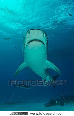 Stock Photo - Low angle view of tiger shark swimming, Tiger Beach, Bahamas. Fotosearch