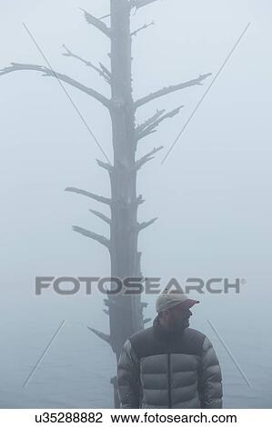 Stock Image - Man standing by bare tree in fog. Fotosearch