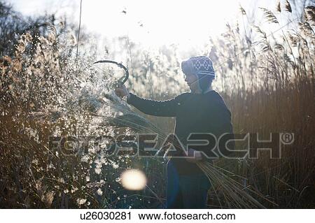 Mature man cutting crops with scythe View Large Photo Image Stock Image - Mature man cutting crops with scythe. Fotosearch