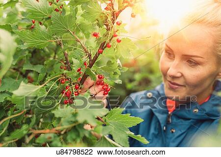Mid adult woman picking redcurrants View Large Photo Image Stock Image - Mid adult woman picking redcurrants. Fotosearch