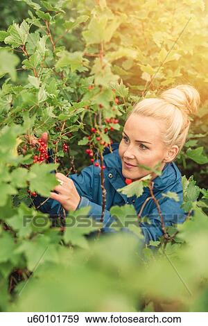 Stock Photo - Mid adult woman picking redcurrants. Fotosearch
